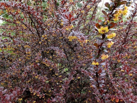 9665b66c-1144-11f0-8918-246e9611e8f6-1