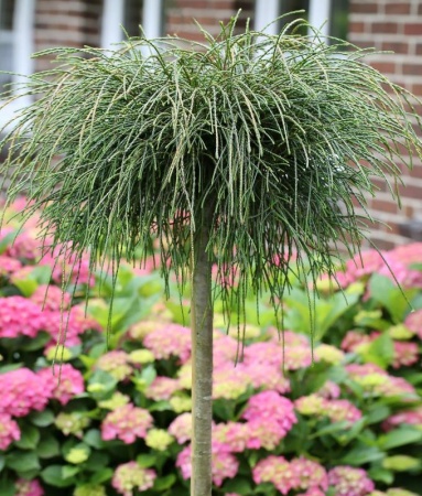 1fe7f2b8-cfb1-11e4-9bdf-001e673ebdea-1