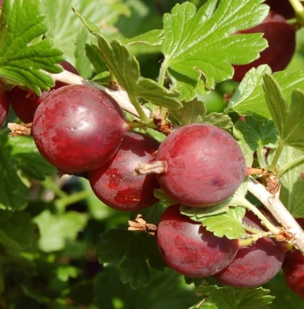 крыжовник русский