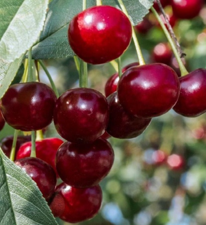 вишня владимирская