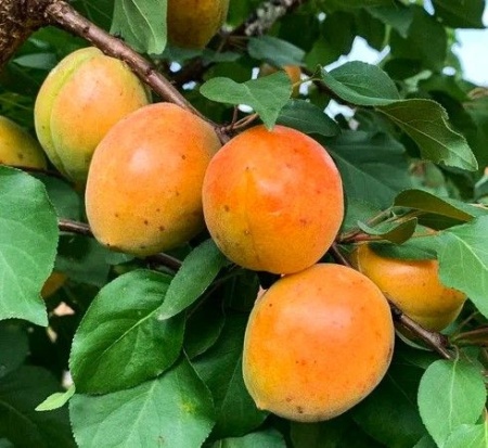 78400146-bee4-11f0-891d-246e9611e8f7-1