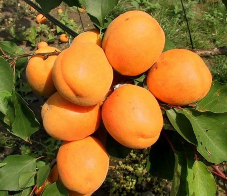 76a9a079-c9dd-11ef-8915-246e9611e8f5-3