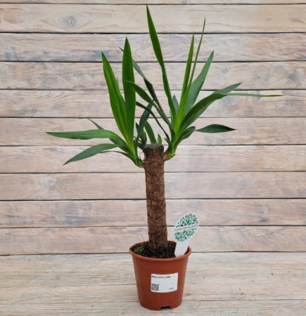 Снимок экрана_26-1-2026_144250_rassadacvetov.ru