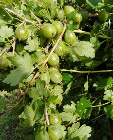 a239f086-d32f-11ef-8915-246e9611e8f5-1