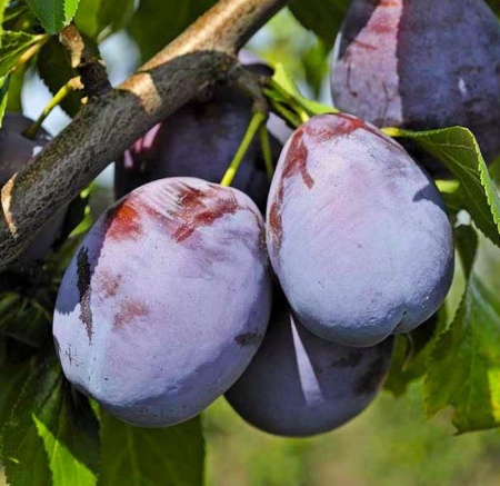 8b5e90e8-bec6-11f0-891d-246e9611e8f7-1