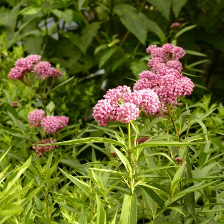 fed8b68b-1ba6-11e8-9db1-005056c00008-1