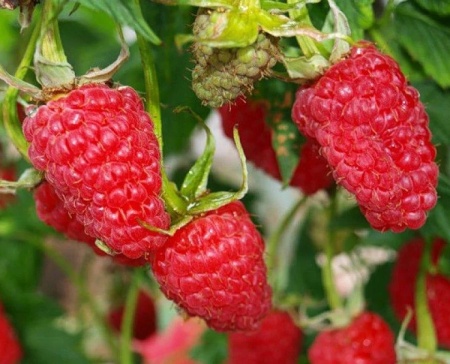 малина московский великан