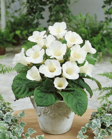 17662e88-3741-11eb-b90a-005056c00008-1