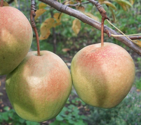 Самарская_жемчужина