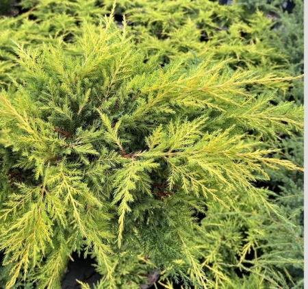 66fba3a0-43cc-11e8-8910-005056c00008-1