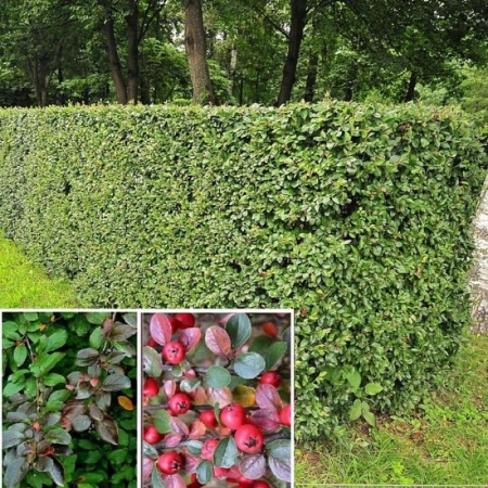 25cadf37-a340-11eb-93b3-005056c00008-1