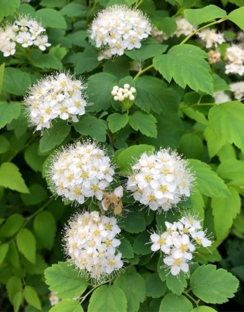 fefe5a26-1139-11f0-8918-246e9611e8f6-1