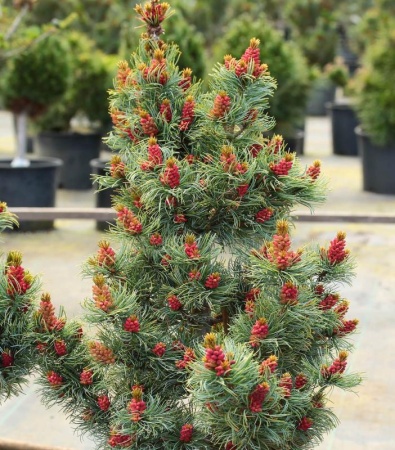 a951fff4-d758-11f0-891e-246e9611e8f6-1