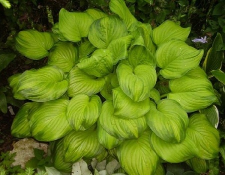 ddacf1f6-9c29-11e2-9c5d-00500454e615-1