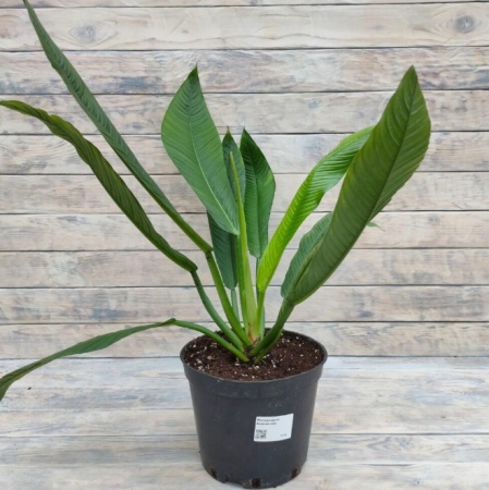 Снимок экрана_26-1-2026_16208_rassadacvetov.ru