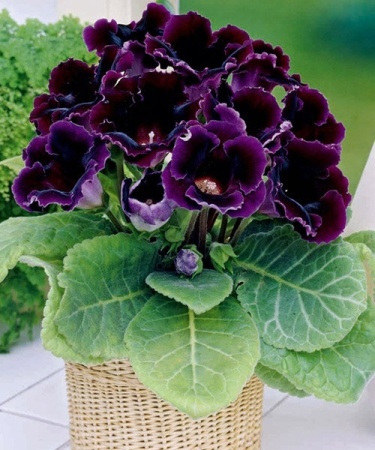 27c720df-fd92-11ef-8915-246e9611e8f5-1