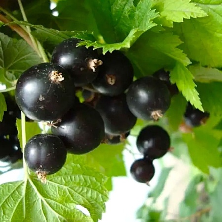 смородина татьянин день