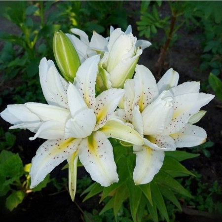 cf3b3a3c-f1dc-11e6-bb6f-001e673ebdea-1