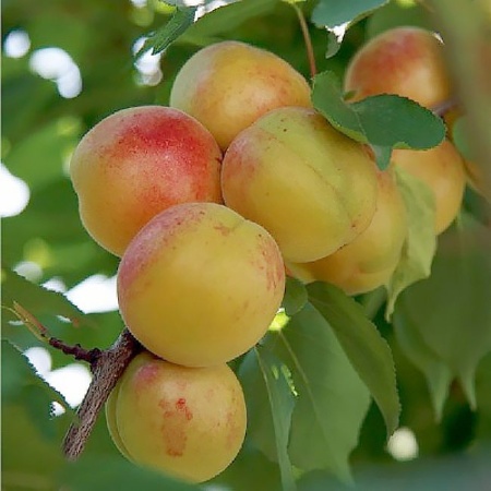 54ca3290-2108-11f0-8918-246e9611e8f6-1