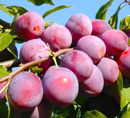 d322f5c2-bed5-11f0-891d-246e9611e8f7-1