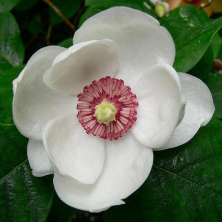 magnoliya_zibolda_s1_5_30_60