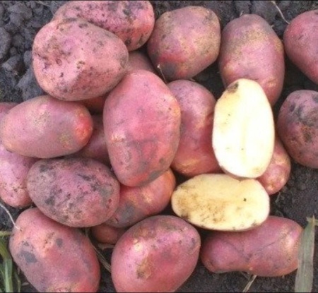 96505890-c1eb-11ef-8915-246e9611e8f5-1