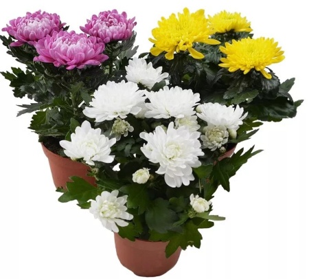 iw9w5x4e68wdeesz88yehn7ntc3eg9ip