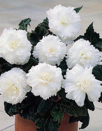 0374bad4-6f31-11ec-8bcd-005056c00008-1