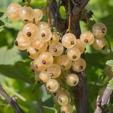 37c8149d-3274-11f0-8918-246e9611e8f6-1