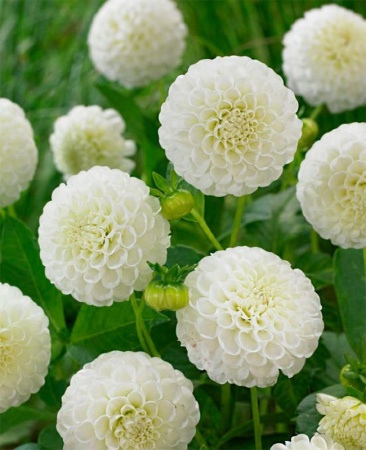 08fa3ad5-2ec7-11e0-9fb4-00500454e615-1