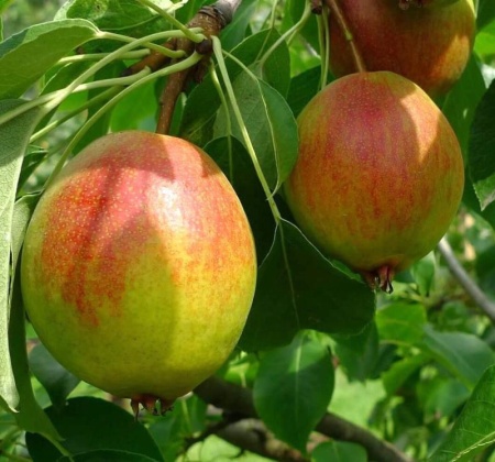 26834c00-be13-11f0-891d-246e9611e8f7-1