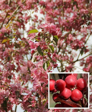 98787bc9-cc15-11ef-8915-246e9611e8f5-1