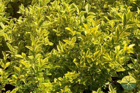 385fde7f-1145-11f0-8918-246e9611e8f6-1