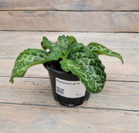 Снимок экрана_26-1-2026_12835_rassadacvetov.ru