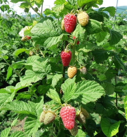 малина радзиева