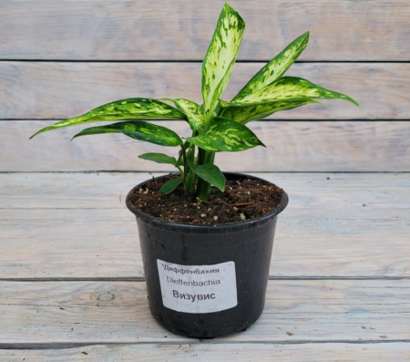 Screenshot 2026-01-26 at 13-36-32 Диффенбахия Везувий Vesuvius d12 - купить оптом и в розницу в Москве. - Цветочная компания Харченко