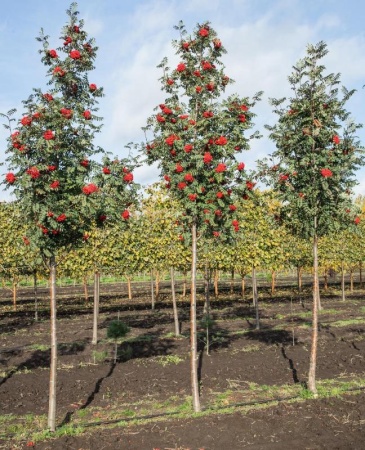 98d503cd-ece3-11ee-890b-246e9611e8f5-1