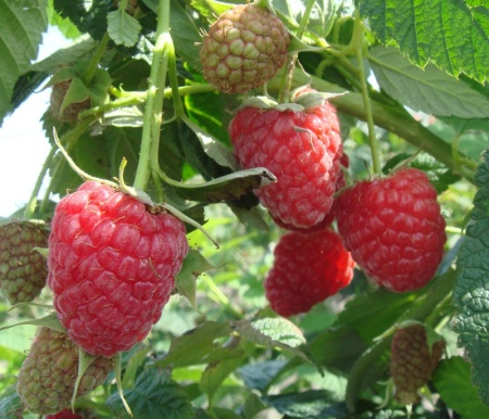 0603457f-d548-11ed-97e3-001e673ebdea-1