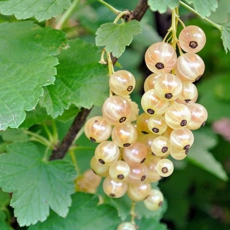 ded18be5-cc23-11ef-8915-246e9611e8f5-1