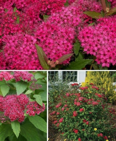 39b83318-113c-11f0-8918-246e9611e8f6-1