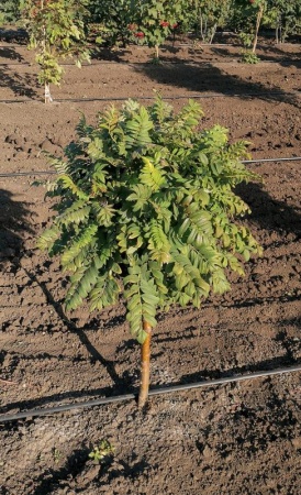 a9092a66-d24a-11ef-8915-246e9611e8f5-1