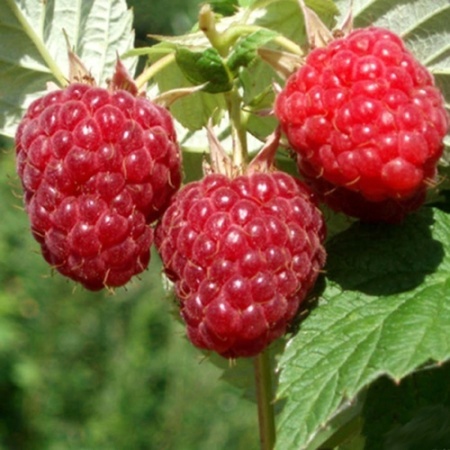 2d61c7c5-d548-11ed-97e3-001e673ebdea-1