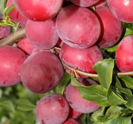 a142e14c-cc07-11ef-8915-246e9611e8f5-1