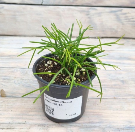 Снимок экрана_26-1-2026_161834_rassadacvetov.ru