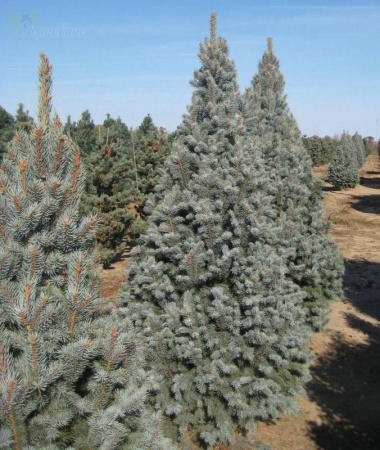 f082eb53-7bf0-11ea-b7ee-005056c00008-1