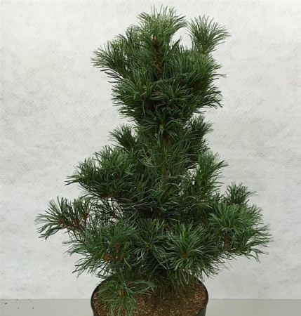 992c894e-c2bc-11ef-8915-246e9611e8f5-1