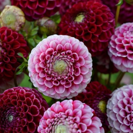 8795896a-cd79-11e5-91cd-001e673ebdea-1