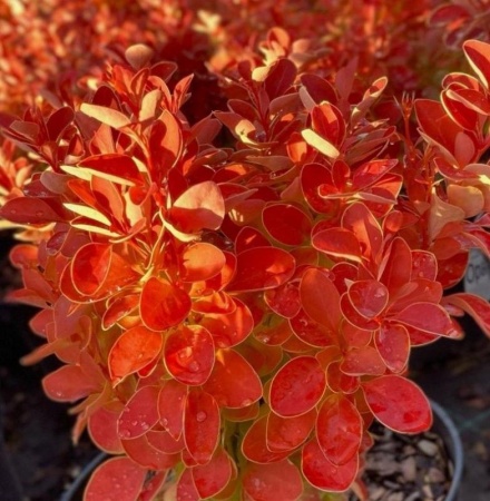 9b7e9e06-cebd-11f0-891e-246e9611e8f6-1