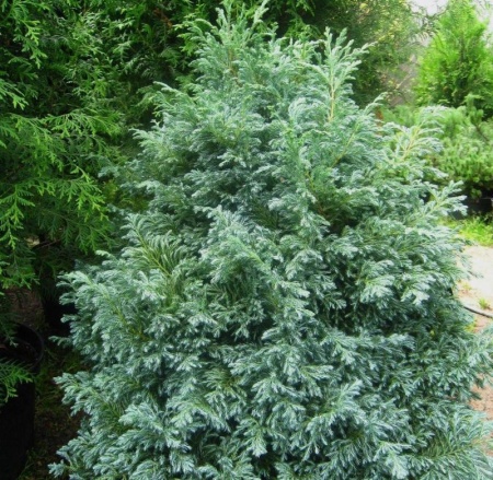 eddc72f3-cf9c-11e4-9bdf-001e673ebdea-1